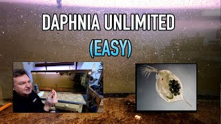 How I Raise Daphnia Water Fleas And You Can Too [upl. by Naiva667]