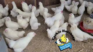 White Ameraucana chickens  Cackle Hatchery [upl. by Ott100]