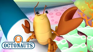 Octonauts  The Snapping Shrimp  Full Episode 15  Kidzuko [upl. by Wilbur]