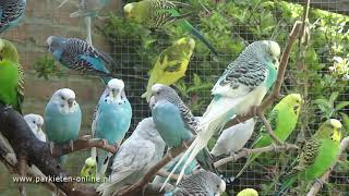 Budgerigars sounds  Parkieten geluiden  30 minutes of parakeet sounds [upl. by Vance]