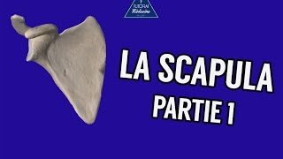 La Scapula  Partie 1 [upl. by Senoj973]