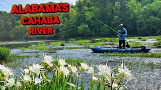 Fishing Alabamas Scenic River Loaded [upl. by Nitsirhc]