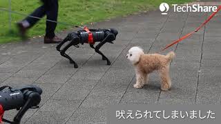 ロボット犬 Unitree A1の散歩（本物の犬の散歩に遭遇） [upl. by Ardnasirhc]