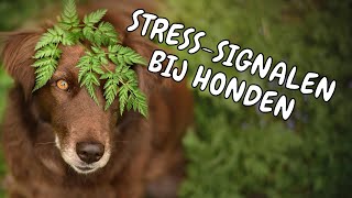 Stress signalen  calming signals bij honden [upl. by Llebanna]