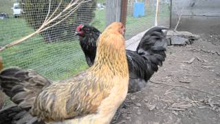 Ameraucana Rooster and his flock [upl. by Faustina]