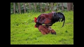 Rooster Group Mating With Chicken  Hen [upl. by Bornstein]