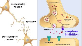 Drug Addiction and the Brain [upl. by Rennane]