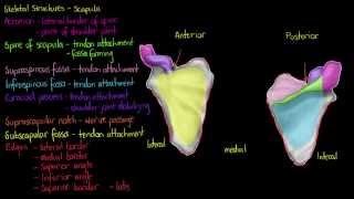 Skeletal Structures The Scapula [upl. by Normy]