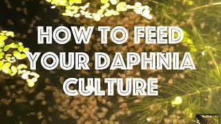 How To Feed Your Daphnia Culture [upl. by Sialac]