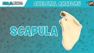 Scapula Anatomy [upl. by Winson226]