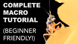 Complete Macro Photography Tutorial for Beginners [upl. by Krystalle]