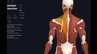 AnatomyMuscles that move scapula [upl. by Ahsata]