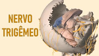 Nervo Trigêmeo  Anatomia de cabeça e pescoço  Aula 1 [upl. by Flemings359]