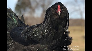 HEN or a ROOSTER How to tell Easter Egger  Ameraucana Cockerel [upl. by Irfan494]