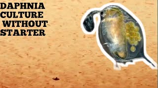 HOW TO CULTURE DAPHNIA NATURALLY WITHOUT A STARTER [upl. by Parlin]