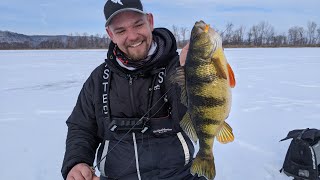 Ice Fishing Shallow Water Jumbo Perch on the Mississippi River  In Depth Outdoors TV S15 E9 [upl. by Joletta]