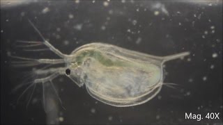 Daphnia magna under the Microscope [upl. by Edbert384]