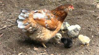 araucana hen with chicks [upl. by Yesdnyl691]