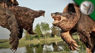 Alligator Snapping Turtle vs Common Snapping Turtle [upl. by Pergrim]