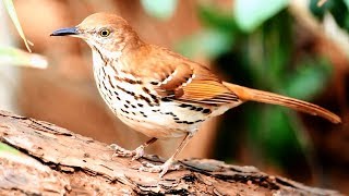 Brown Thrasher song [upl. by Ludie]