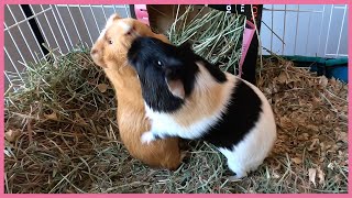 Guinea pig mating dance [upl. by Yllus]