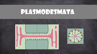 Plasmodesmata Structure and Function  Plant Biology [upl. by Lalage]