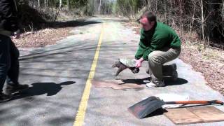 How to help a Snapping Turtle Cross the Road [upl. by Anoj]