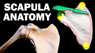 SCAPULA ANATOMY [upl. by Eldnar785]