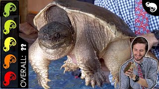 Common Snapping Turtle The Best Pet Turtle [upl. by Douville994]