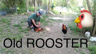 How to Introduce the new Hens to the old Rooster [upl. by Aklim922]