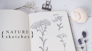 More Botanical Illustration Sketching the Natural World [upl. by Ilojne126]