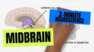 2Minute Neuroscience Midbrain [upl. by Amuwkuhc787]