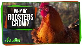 Why Do Roosters Crow [upl. by Mosi]