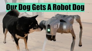 Our Dog Gets A Robot Dog [upl. by Hanaj]