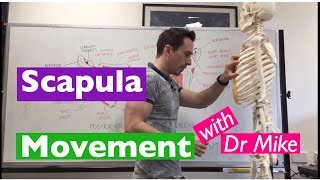 Scapula Movement  Functional Anatomy [upl. by Amorete]