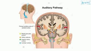 inferior colliculus [upl. by Noraed]