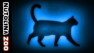 Miauwende katten  Kattengeluiden  Katzen miauen  Katten geluid [upl. by Suiradel886]