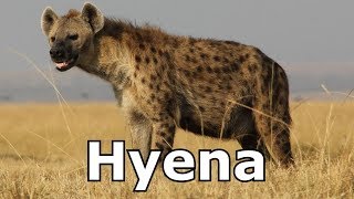 Hyena Sounds amp Hyena Pictures  The Sound a Hyena Makes [upl. by Franciskus17]