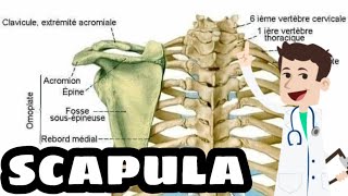 COURS DANATOMIE LA SCAPULA OMOPLATE [upl. by Quincy836]