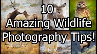 10 Amazing Wildlife Photography Tips [upl. by Elicul]