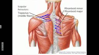 Scapula Protraction Retraction Rotation [upl. by Nohtan904]