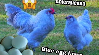 Ameraucana Chicken  Blue Egg Layer  My Homestead [upl. by Atiuqehc]