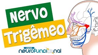 NERVO TRIGÊMEO  Anatomia Trajeto Funções e Avaliação Vídeo Aula [upl. by Casanova]