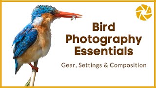 Bird Photography Tutorial  Gear Settings and Composition Tips [upl. by Aksel]