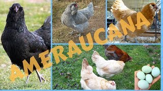 Ameraucana [upl. by Marris]