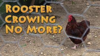 Rooster Crowing No More [upl. by Dorette]