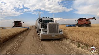 The Best Wheat Harvest Video on YouTube [upl. by Telocin]