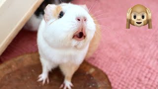 Guinea Pig MEGA Squeak and Noises Compilation [upl. by Roana]