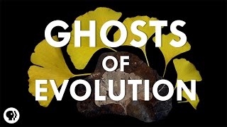 Ghosts of Evolution [upl. by Sallad]