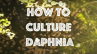 How To Culture Daphnia Magna [upl. by Shaya]